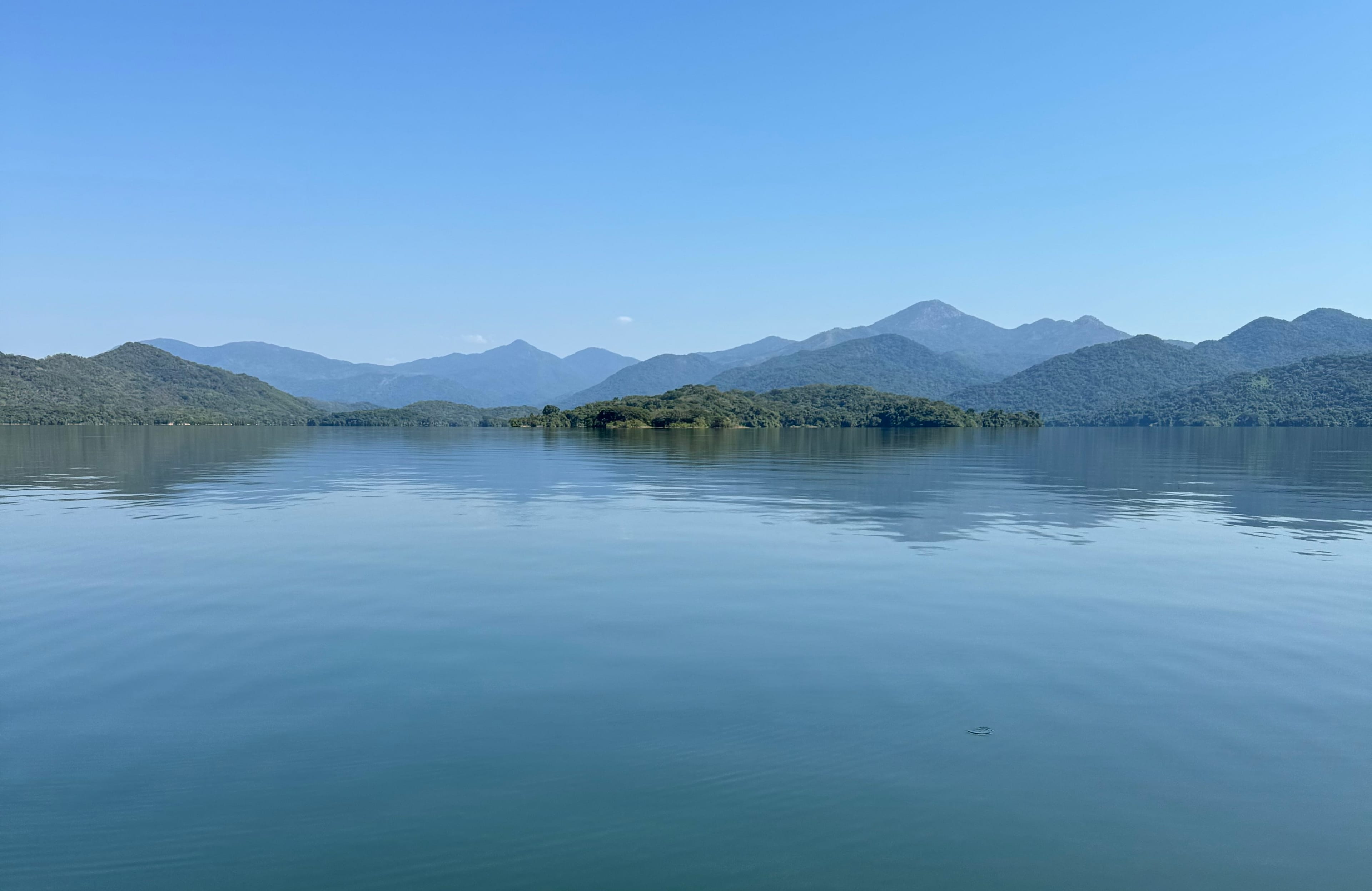 Mountain Mist Forest