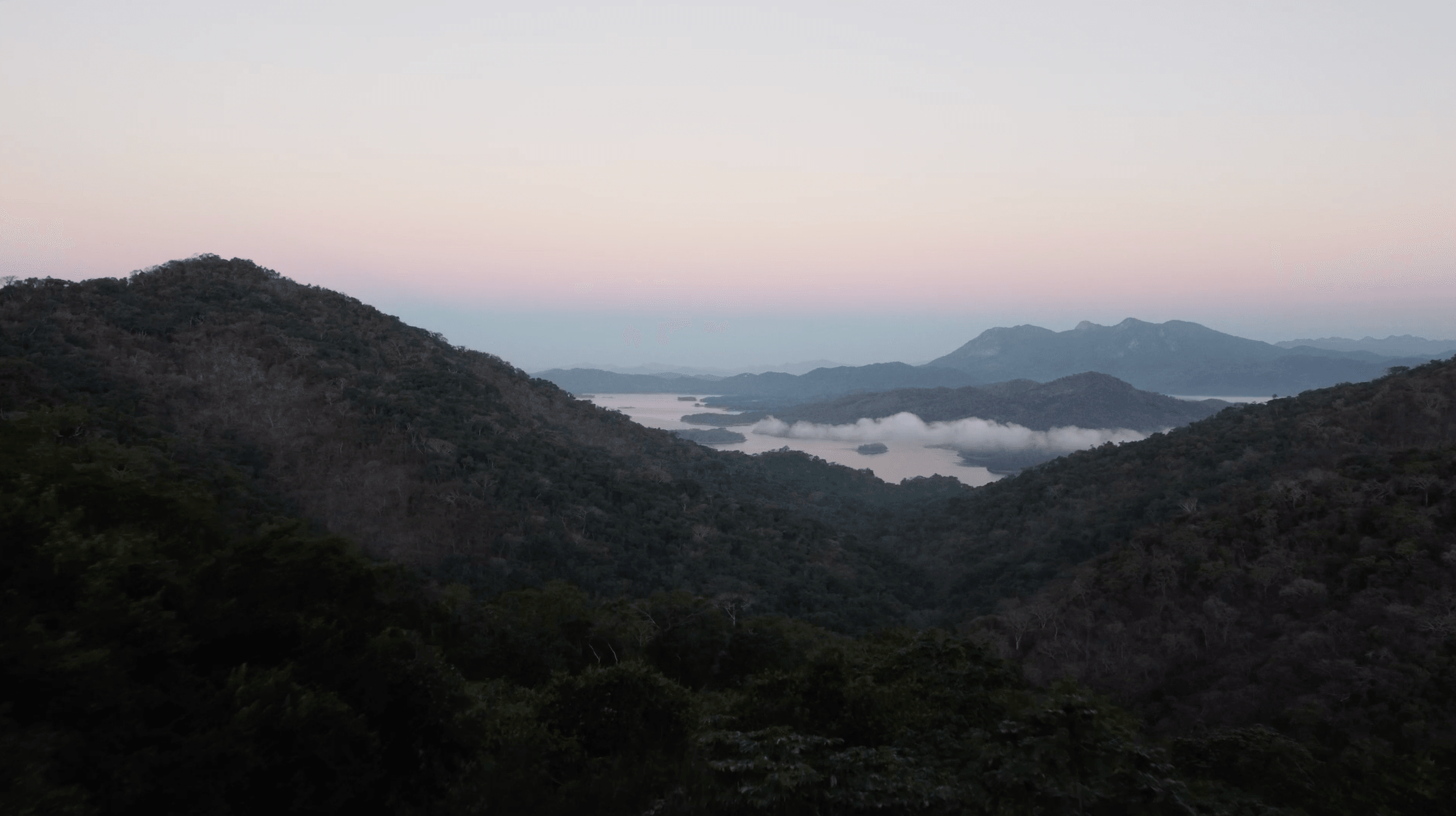 Mountain Mist Forest